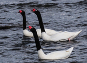 link to black necked swans